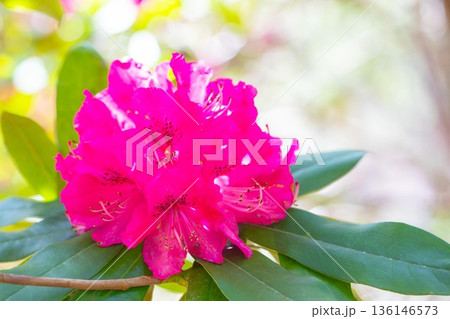 家の周りの草花　四季の色々　森林公園のシャクナゲ園の木々を美しく陽炎な赤色の花が彩りました 136146573