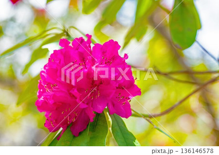 家の周りの草花 四季の色々 森林公園のシャクナゲ園の木々を美しく陽炎な赤色の花が彩りました 家の周りの草花 四季の色々 森林公園のシャクナゲ園の木々を美しく陽炎な赤色の花が彩りました 136146578
