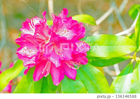 家の周りの草花 四季の色々 森林公園のシャクナゲ園の木々を美しく陽炎な赤色の花が彩りました 家の周りの草花 四季の色々 森林公園のシャクナゲ園の木々を美しく陽炎な赤色の花が彩りました 136146588
