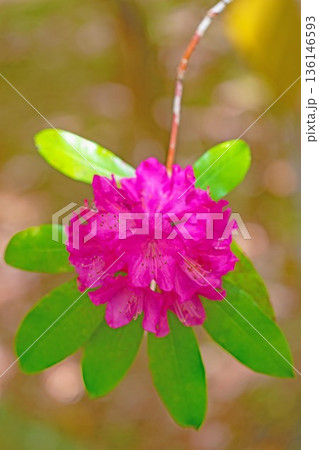 家の周りの草花　四季の色々　森林公園のシャクナゲ園の木々を美しく陽炎な赤色の花が彩りました 136146593