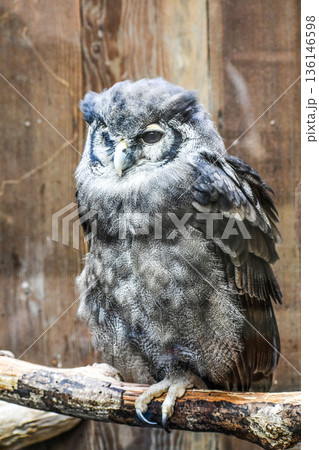 クロワシミミズク 136146598