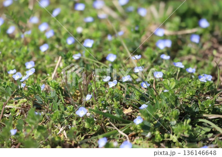 春の野原に咲くオオイヌノフグリの青い花 136146648