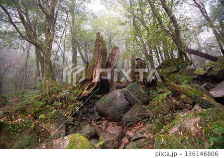 苔が日本一きれいな森　屋久島国立公園(冬 136146806