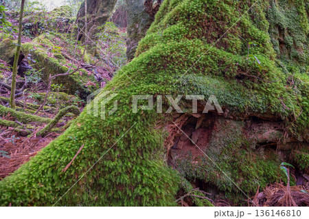 苔が日本一きれいな森 屋久島国立公園(冬 苔が日本一きれいな森 屋久島国立公園(冬 136146810