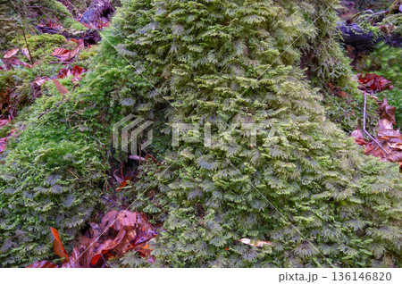 苔が日本一きれいな森　屋久島国立公園(冬 136146820