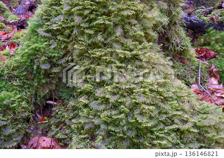 苔が日本一きれいな森　屋久島国立公園(冬 136146821