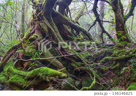 苔が日本一きれいな森　屋久島国立公園(冬 136146825