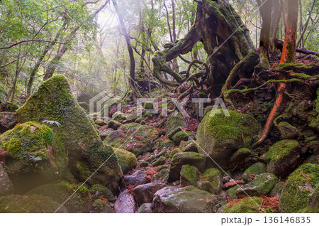 苔が日本一きれいな森　屋久島国立公園(冬 136146835