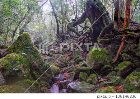 苔が日本一きれいな森 屋久島国立公園(冬 苔が日本一きれいな森 屋久島国立公園(冬 136146836