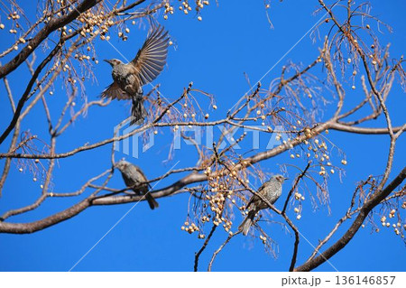 実を食べるヒヨドリ 実を食べるヒヨドリ 136146857