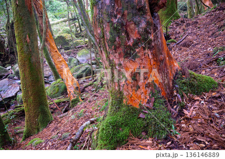 ヒメシャラの巨木　屋久島国立公園(冬 136146889