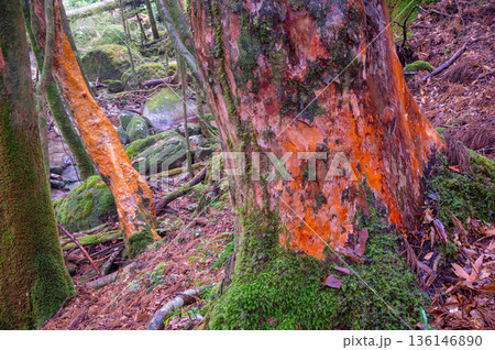 ヒメシャラの巨木　屋久島国立公園(冬 136146890
