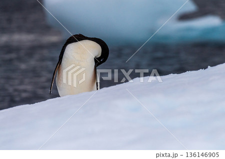 Adelie Penguin standing on an iceberg 136146905