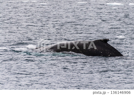 Detail of a humpback dorsal fin and blow hole 136146906