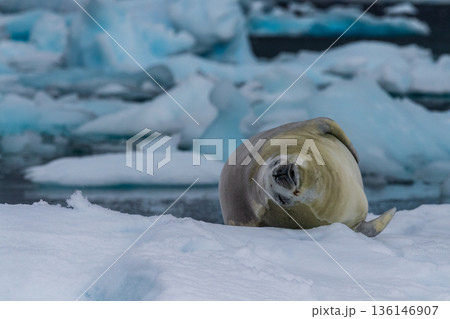 Crabeater Seal resting on a sheet of ice 136146907