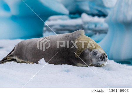 Crabeater Seal resting on a sheet of ice Crabeater Seal resting on a sheet of ice 136146908