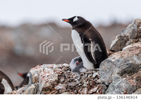 Gentoo colony at Danco Island 136146914