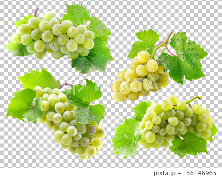 Juicy green grapes with water droplets and fresh leaves scattered and on white background, concept of freshness and healthy fruit Juicy green grapes with water droplets and fresh leaves scattered and on white background, concept of freshness and healthy fruit 136146965