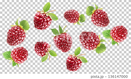Shiny ripe loganberries or raspberry with vibrant green leaves, on white background. Concept of freshness and healthy food Shiny ripe loganberries or raspberry with vibrant green leaves, on white background. Concept of freshness and healthy food 136147000