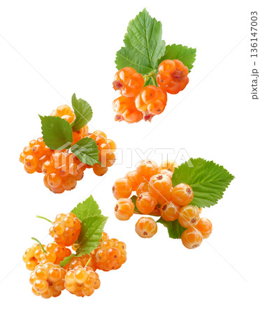 Multiple ripe orange cloudberry clusters with green leaves scattered and isolated on white background, fresh fruit harvest concept 136147003