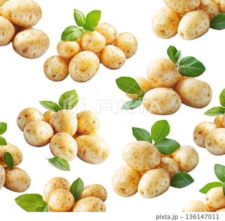 Multiple clusters of fresh raw potatoes with green leaves isolated on a white background, organic food and harvest concept 136147011
