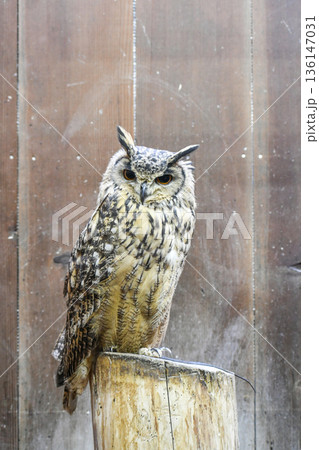 ベンガルワシミミズク 136147031