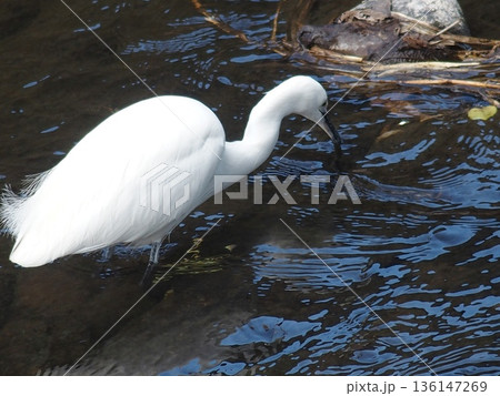 餌を探すコサギ 餌を探すコサギ 136147269