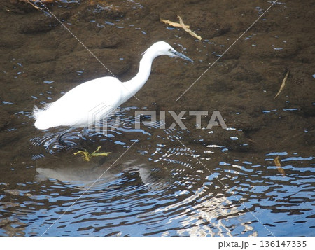 川で餌を探すコサギ 136147335