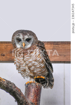 アカアシモリフクロウ アカアシモリフクロウ 136147345