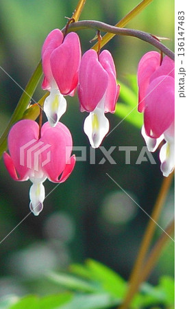 咲き誇るタイツリソウの花　花(5月)タイツリソウ(鯛釣草)07V9.16 136147483