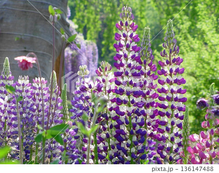 ルピナスが美しい春の庭　花(5月)ルピナス10 136147488