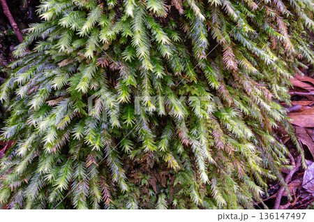 ホウオウゴケの仲間　屋久島国立公園(冬 136147497
