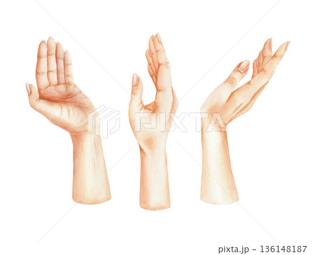 Watercolor set of elegant female hands in different poses. Hand drawn graceful gestures illustration. Collection of delicate women palms. High-quality isolated elements for branding, beauty industry 136148187