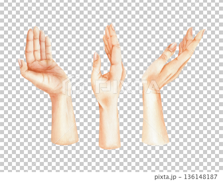 Watercolor set of elegant female hands in different poses. Hand drawn graceful gestures illustration. Collection of delicate women palms. High-quality isolated elements for branding, beauty industry 136148187