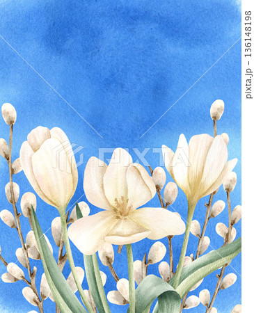Watercolor white tulip and willow branch on blue background. Floral frame with copy space for text. Flower on Easter spring holiday. Delicate botanical garden illustration for greeting card, leaflet 136148198