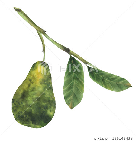 Watercolor avocado tree branch with fruit and green leaves. One ripe avocado hangs on plant twig. Hand drawn realistic botanical illustration isolated from background for vegetable market food, label. Watercolor avocado tree branch with fruit and green leaves. One ripe avocado hangs on plant twig. Hand drawn realistic botanical illustration isolated from background for vegetable market food, label. 136148435