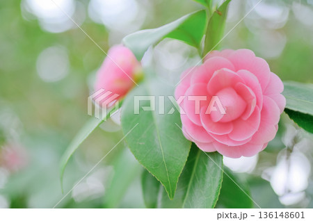 可憐な乙女椿 ピンクの椿の花 可憐な乙女椿 ピンクの椿の花 136148601