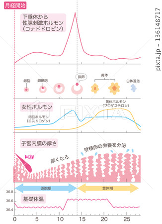 月経周期まとめ 136148717