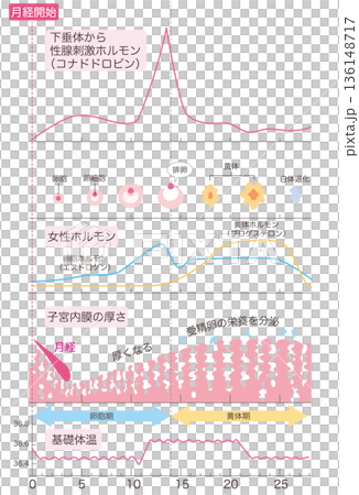 月経周期まとめ 136148717