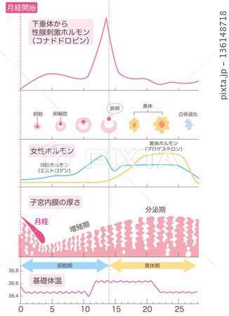 月経周期まとめ（増殖期・分泌期バージョン） 136148718