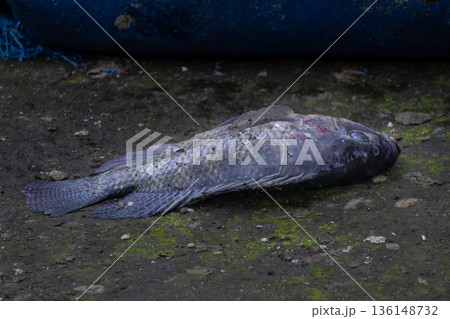 Dead Tilapia fish lying on dirty ground with moss in dark environment. 136148732
