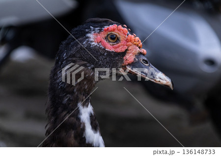 Close-up portrait of a male Muscovy Duck head and neck showing distinct red caruncles on the face, side profile view. 136148733