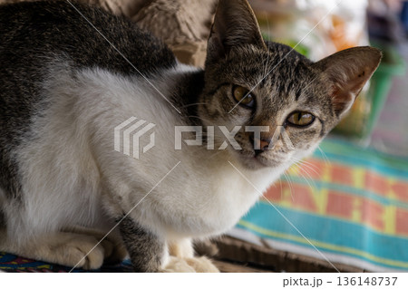 Close up portrait of stray domestic cat with white and tabby fur sitting and looking directly at camera. 136148737