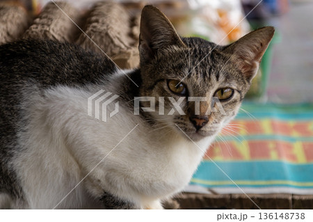 Close-up portrait of a domestic short-haired tabby and white cat with amber eyes looking directly at the camera outdoors. 136148738