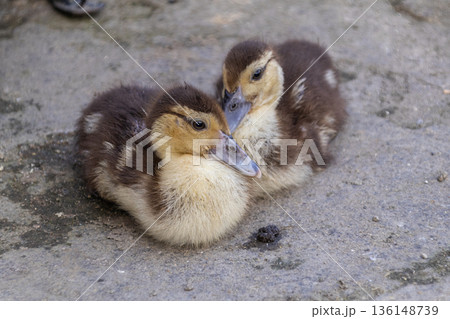 Two baby ducklings cuddling on rough gray concrete ground, high angle close-up shot. Two baby ducklings cuddling on rough gray concrete ground, high angle close-up shot. 136148739