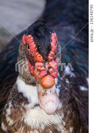 Close-Up Portrait of Muscovy Duck Head Showing Red Caruncles and Dark Feathers. 136148740