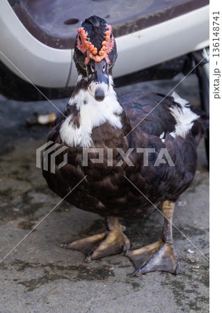 Muscovy duck black white standing concrete ground facing camera close up portrait caruncles. Muscovy duck black white standing concrete ground facing camera close up portrait caruncles. 136148741