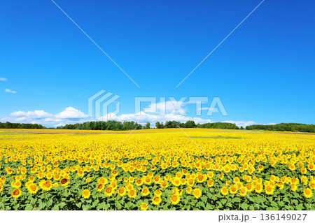 北海道　夏の青空とひまわりの風景 136149027