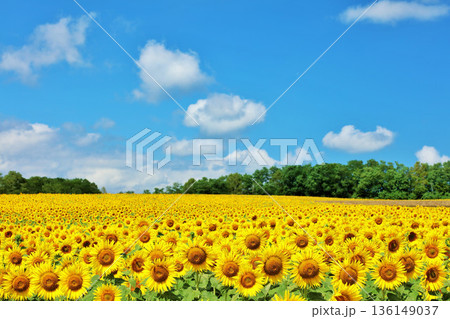 北海道　夏の青空とひまわりの風景 136149037