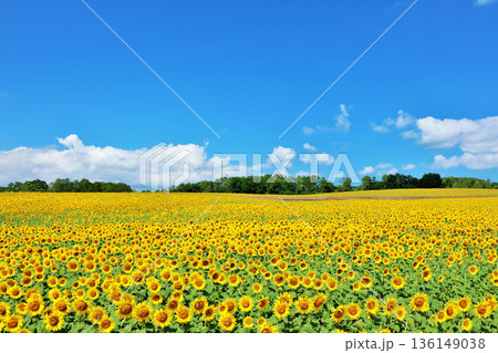 北海道　夏の青空とひまわりの風景 136149038